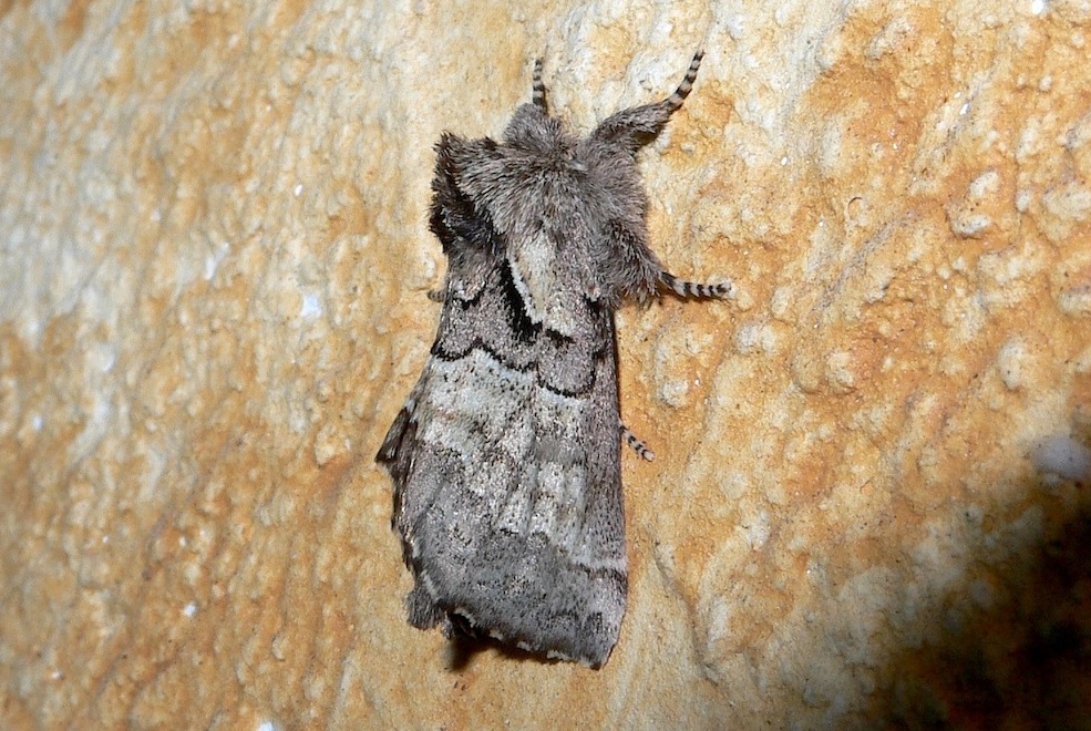 Rhegmatophila ricchelloi